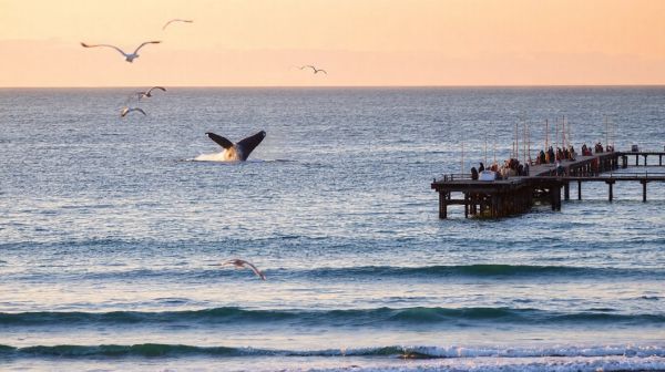 Top destinations bord de mer pour admirer les baleines